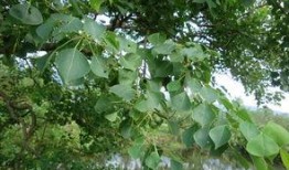 常绿干部爆料视频最新,权力背后的真相与反思